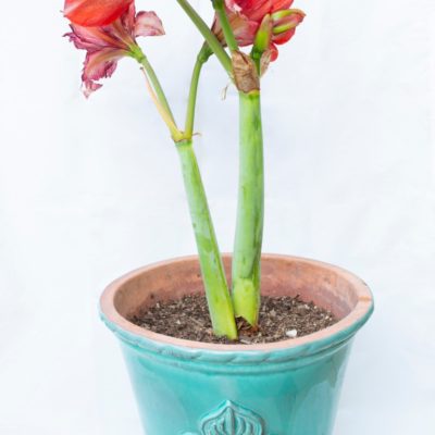 Maceta flor de lis